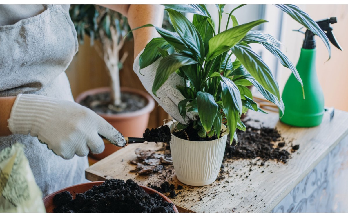 Como fertilizar plantas de interior con fertilizantes caseros