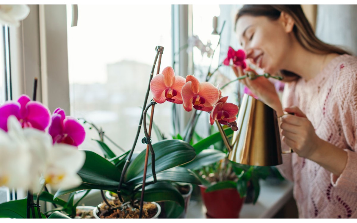 Cómo mantener las orquídeas bonitas todo el año