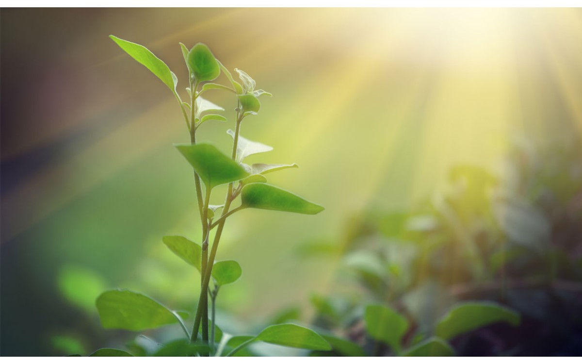 ¿Cómo respiran las plantas?