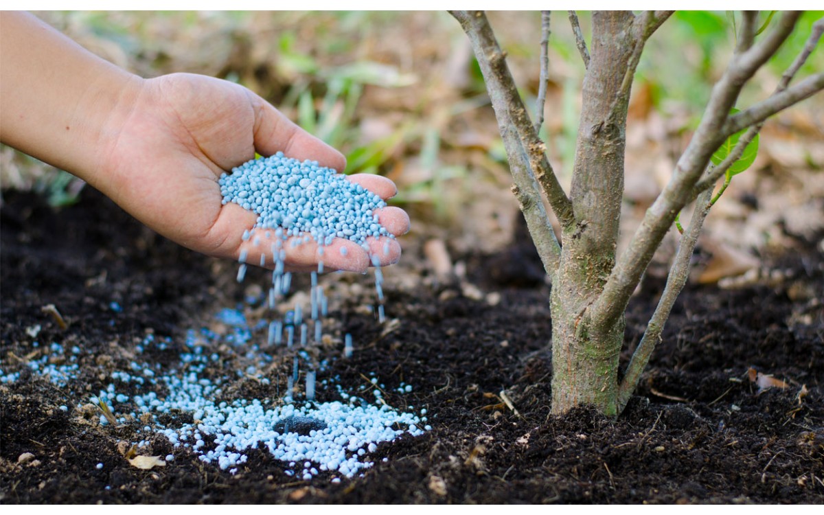 Cómo se alimentan las plantas