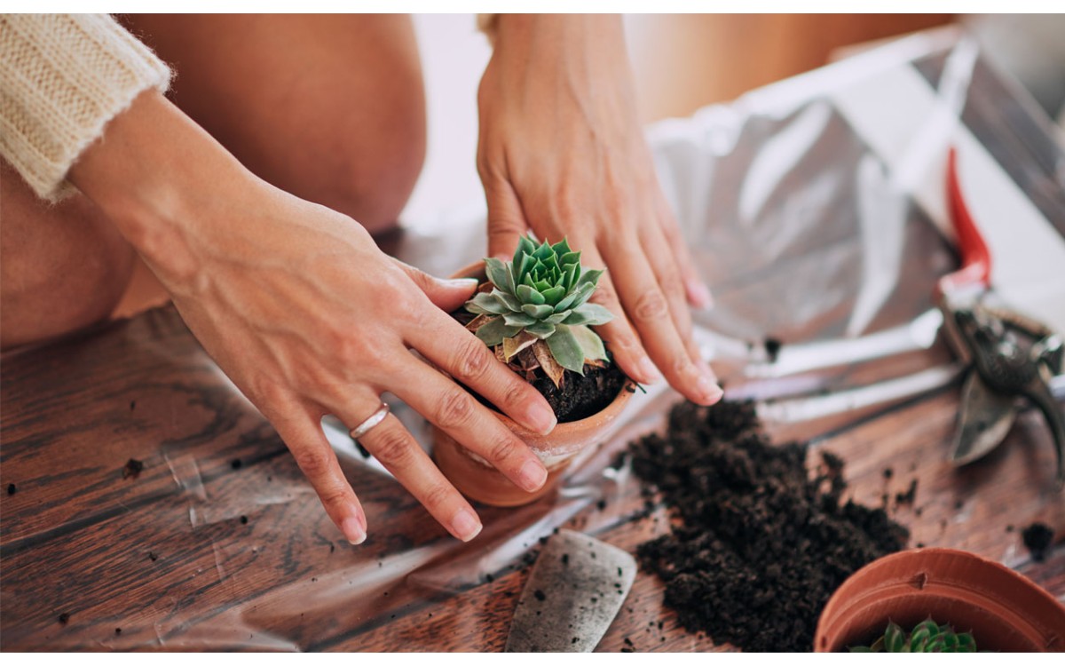 ¿Cómo se cultivan las suculentas y los cactus?