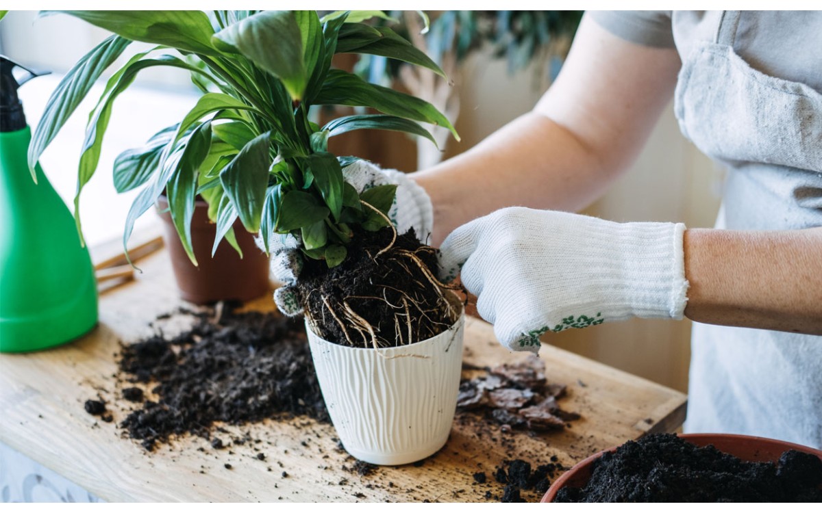 Cómo trasplantar con éxito plantas de interior