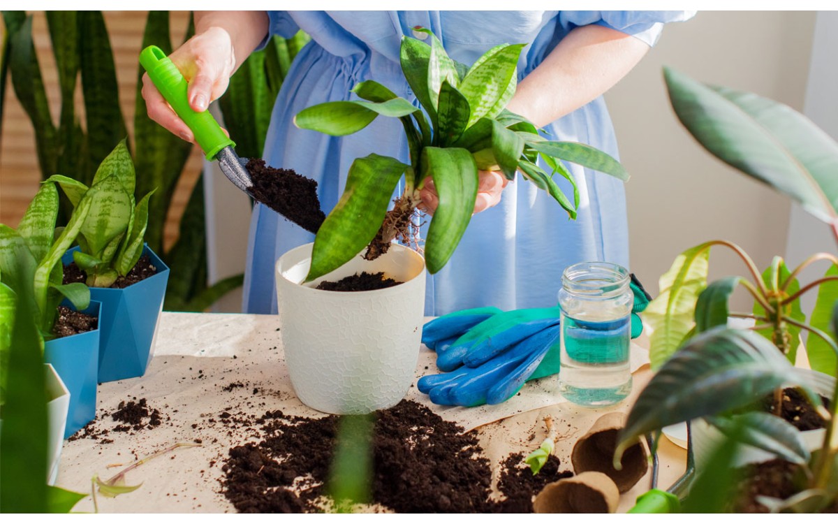 Como trasplantar plantas de interior