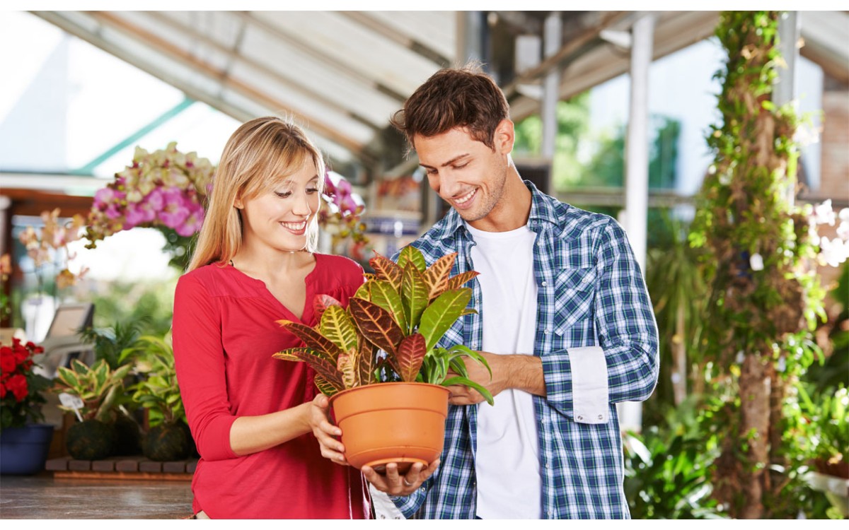 Compra plantas para la oficina o para tu hogar