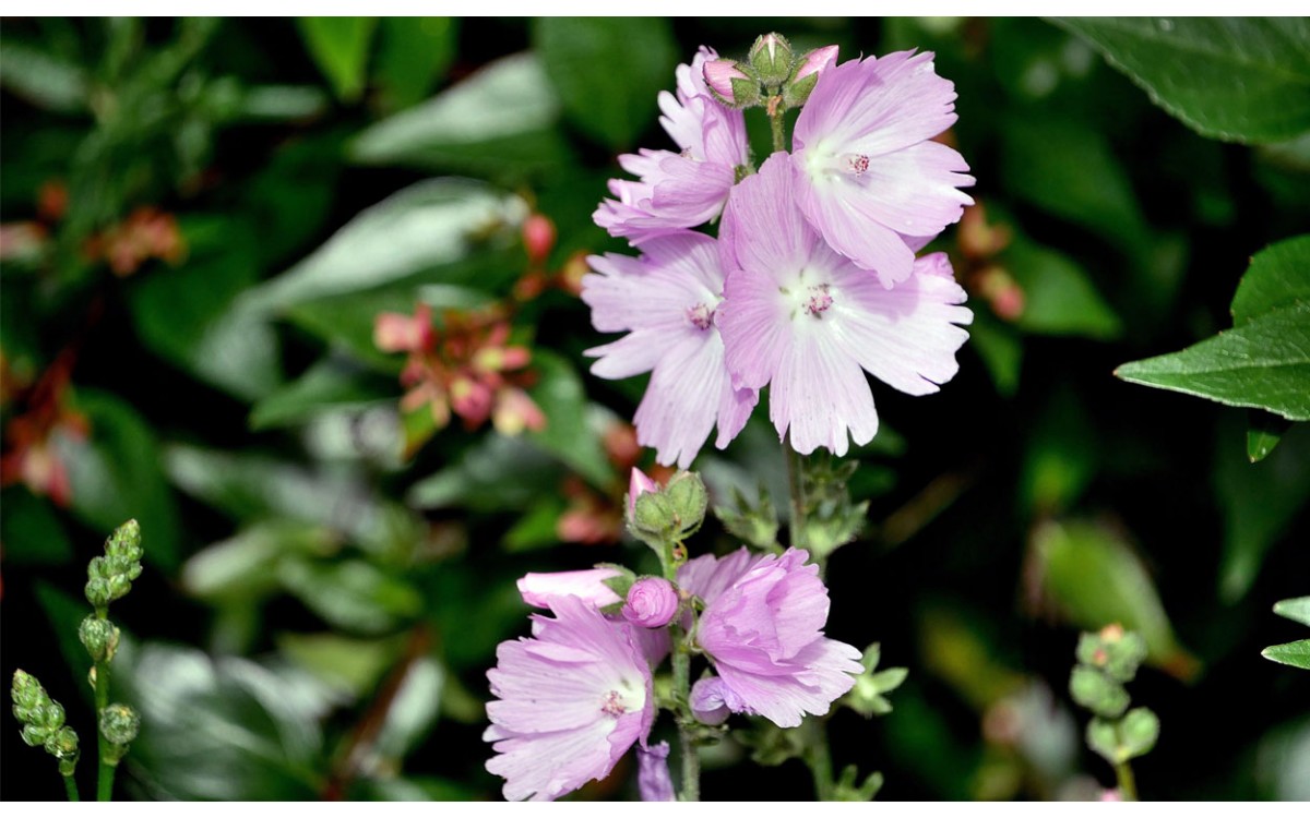 Compra una Abelia Floribunda