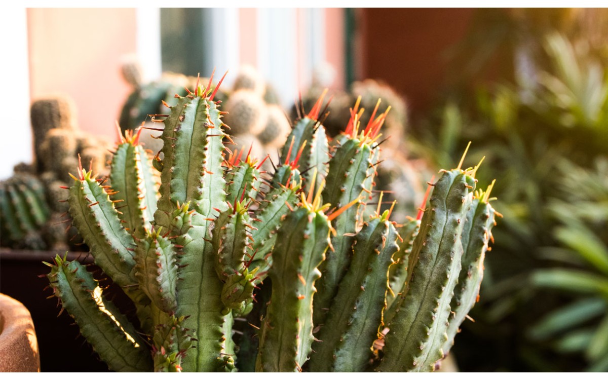 Comprar Cactus Euphorbia