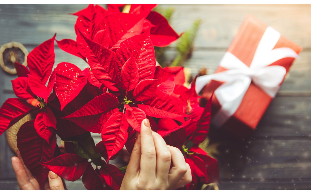 Comprar Poinsettia online para Navidad en Madrid
