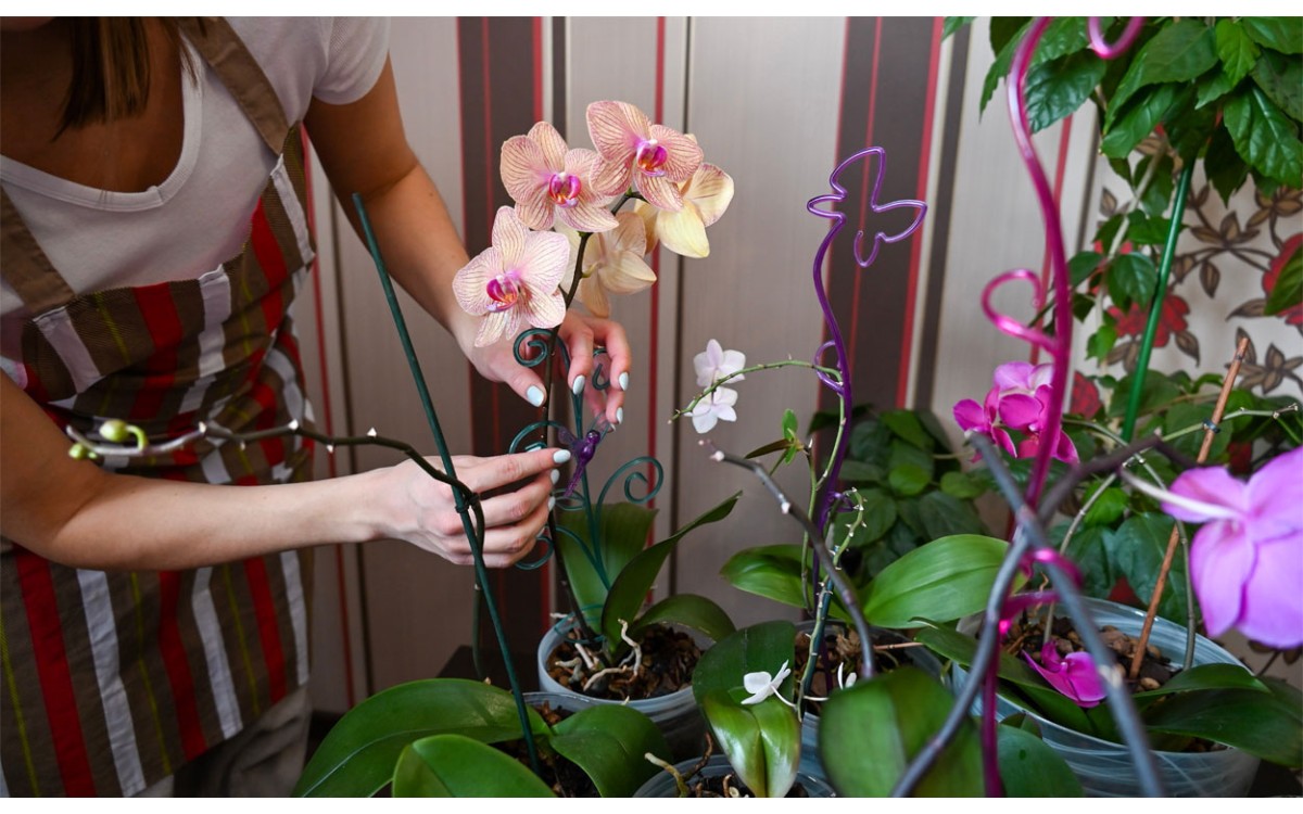 Comprar plantas de interior - Las orquídeas exóticas son plantas ideales para decorar tu hogar