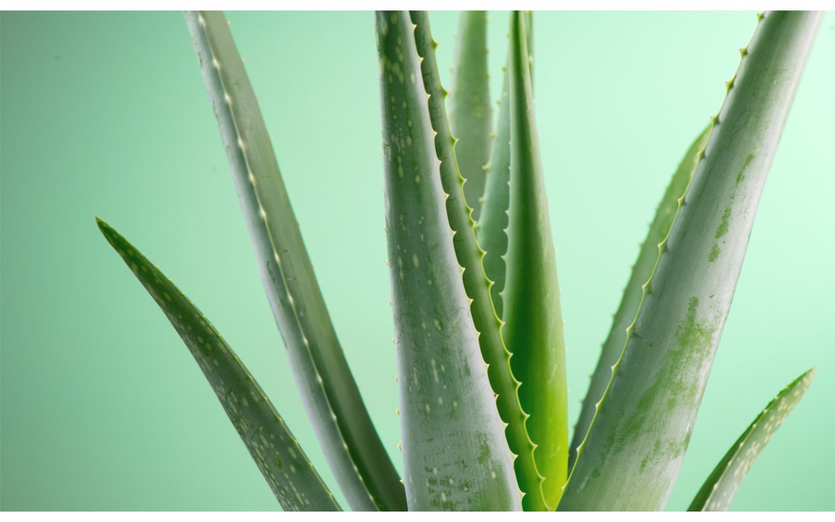 Comprar plantas grandes de Aloe Vera online