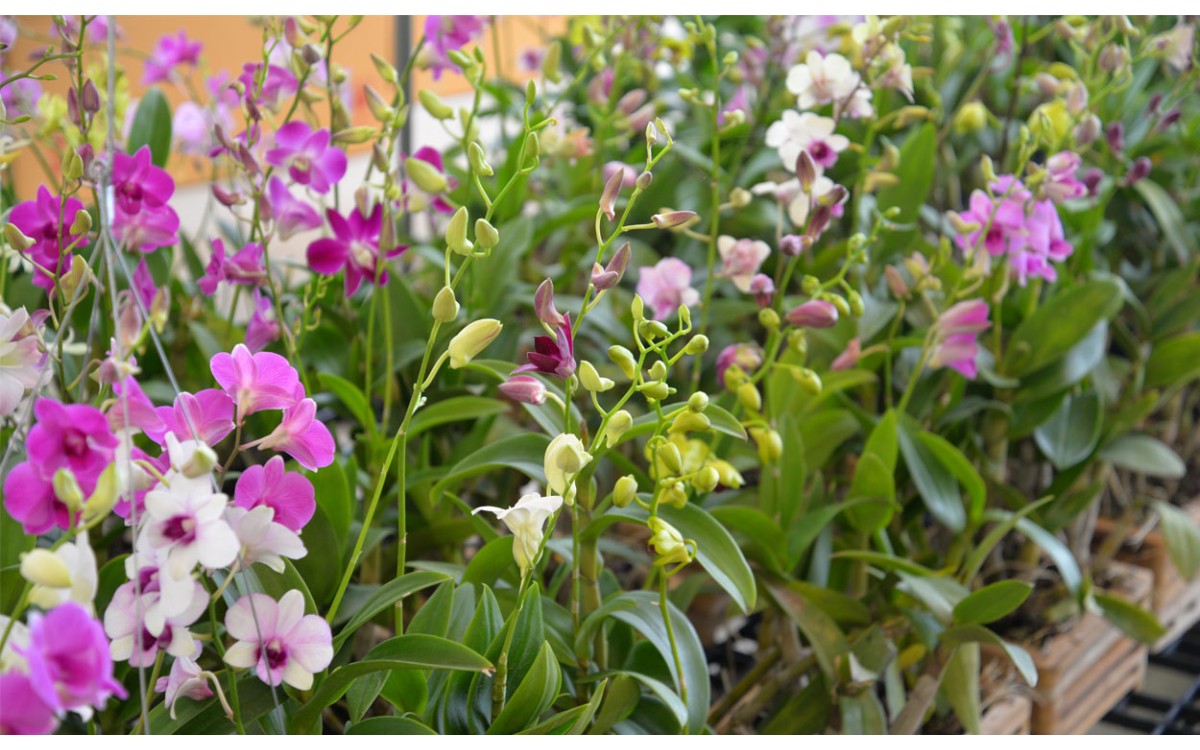 Compre orquídeas en Viveros Shanghai Madrid