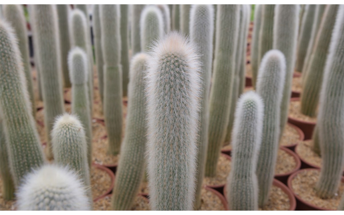 Conoce el cactus cola de mono