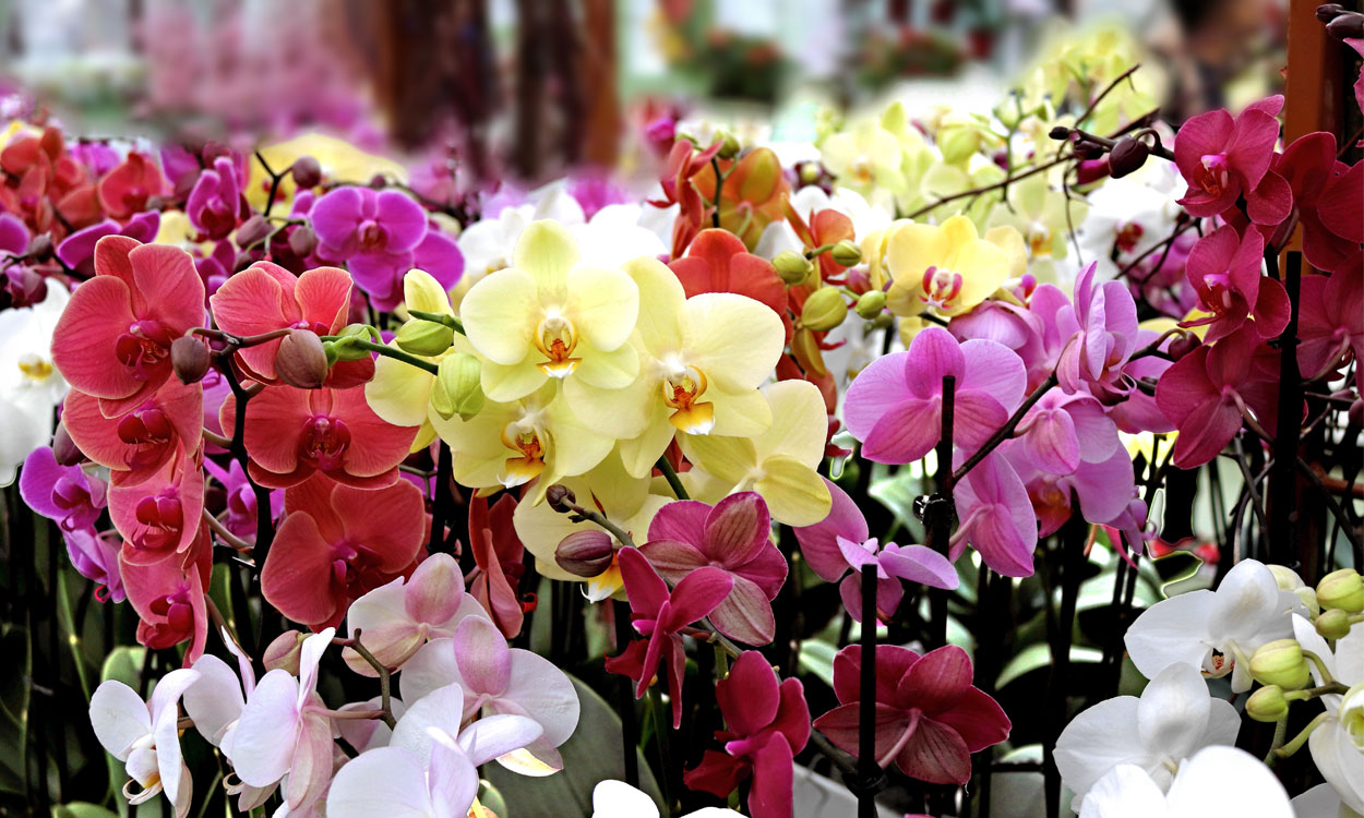 Conoce las cinco mejores orquídeas y lo que las hace especiales