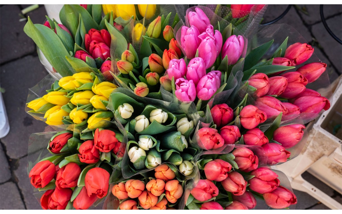 Conoce lo que significan los colores en los tulipanes