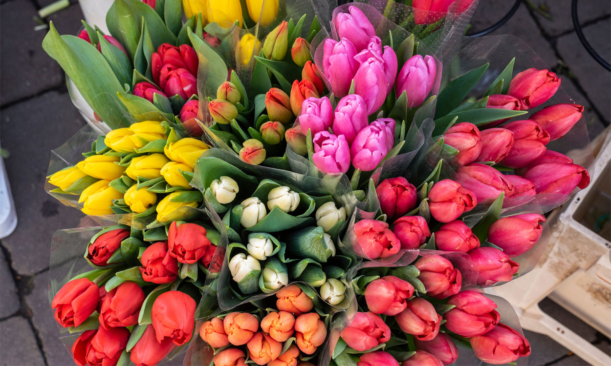 Conoce lo que significan los colores en los tulipanes