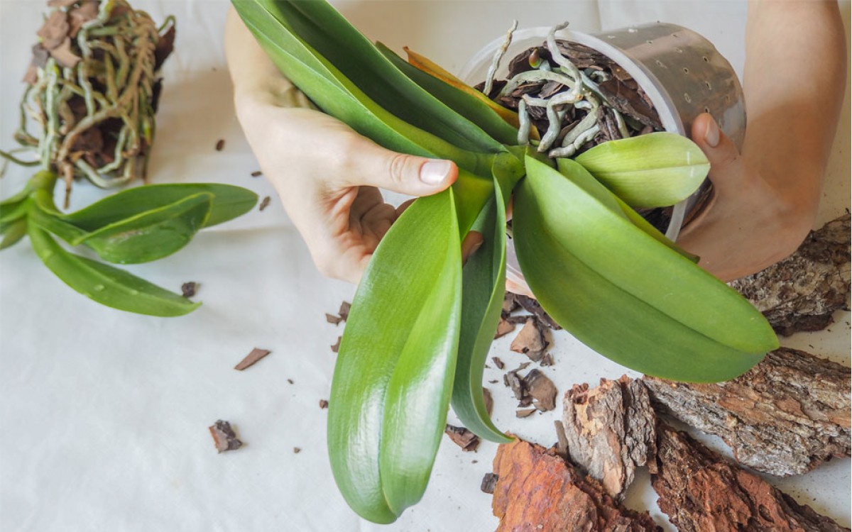 Conociendo el mundo de las orquídeas