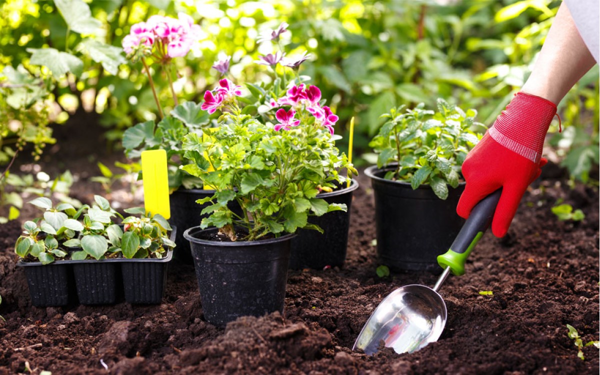 Conociendo las plantas de exterior