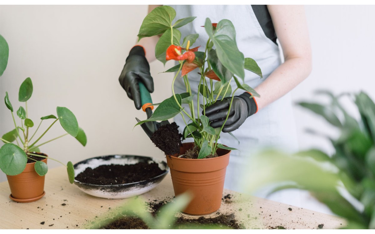 Consejos de cuidado para el anthurium