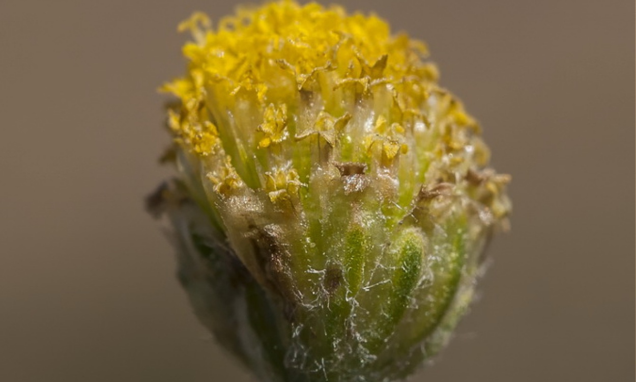 Flores amarillas de Cotula anthemoides L., planta rastrera con follaje verde plumoso