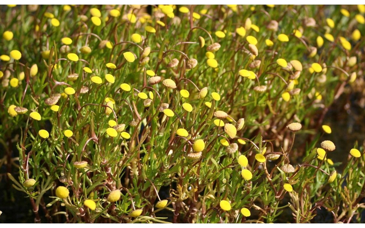 Cotula coronopifolia botón de oro con flores amarillas
