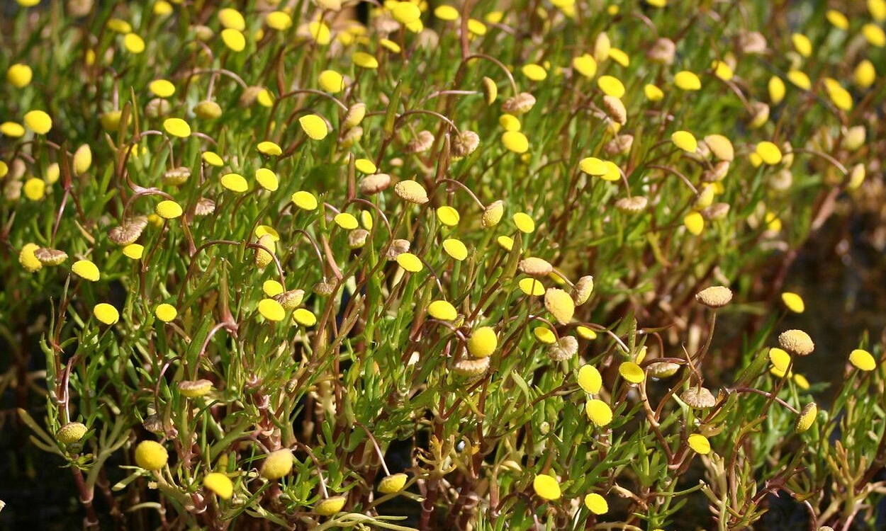 Planta Cotula coronopifolia botón de oro en flor con tallos rastrero y flores amarillas brillantes