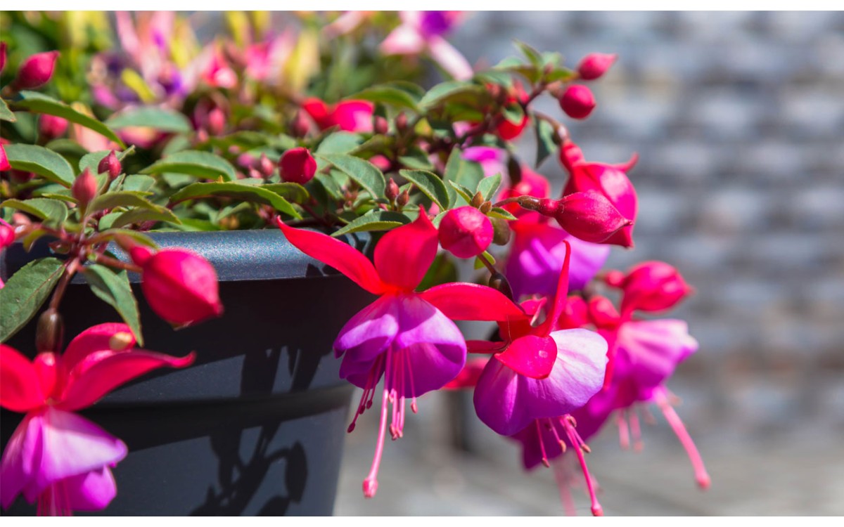 Crea color durante todo el año con plantas de exterior resistentes