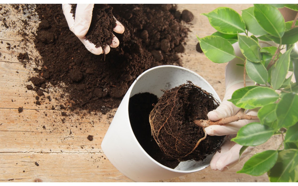 Cuando trasplantar plantas de interior 