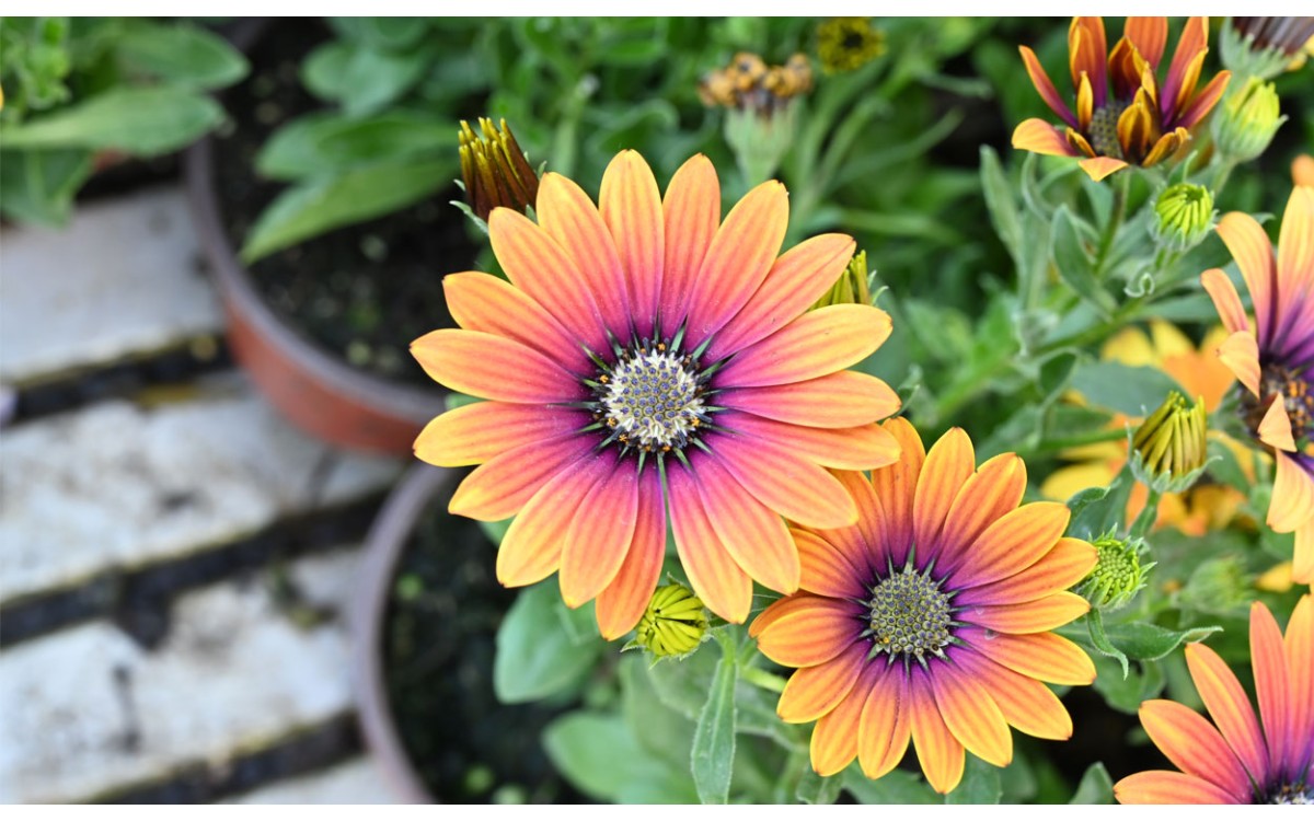 Cuida la Gerbera y la Margarita Africana