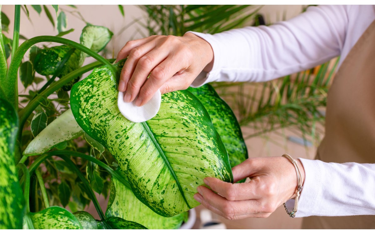 Cuida la dieffenbachia para alegrar tu hogar