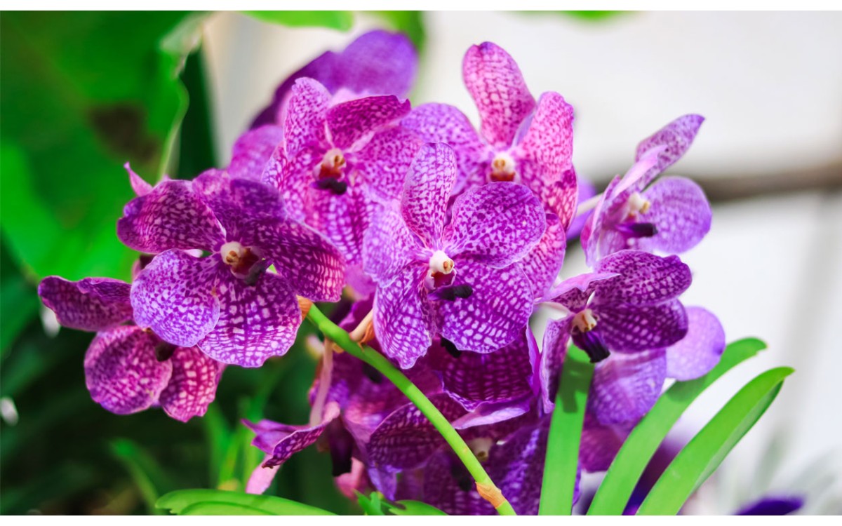 Cuidado de las orquídeas Vanda