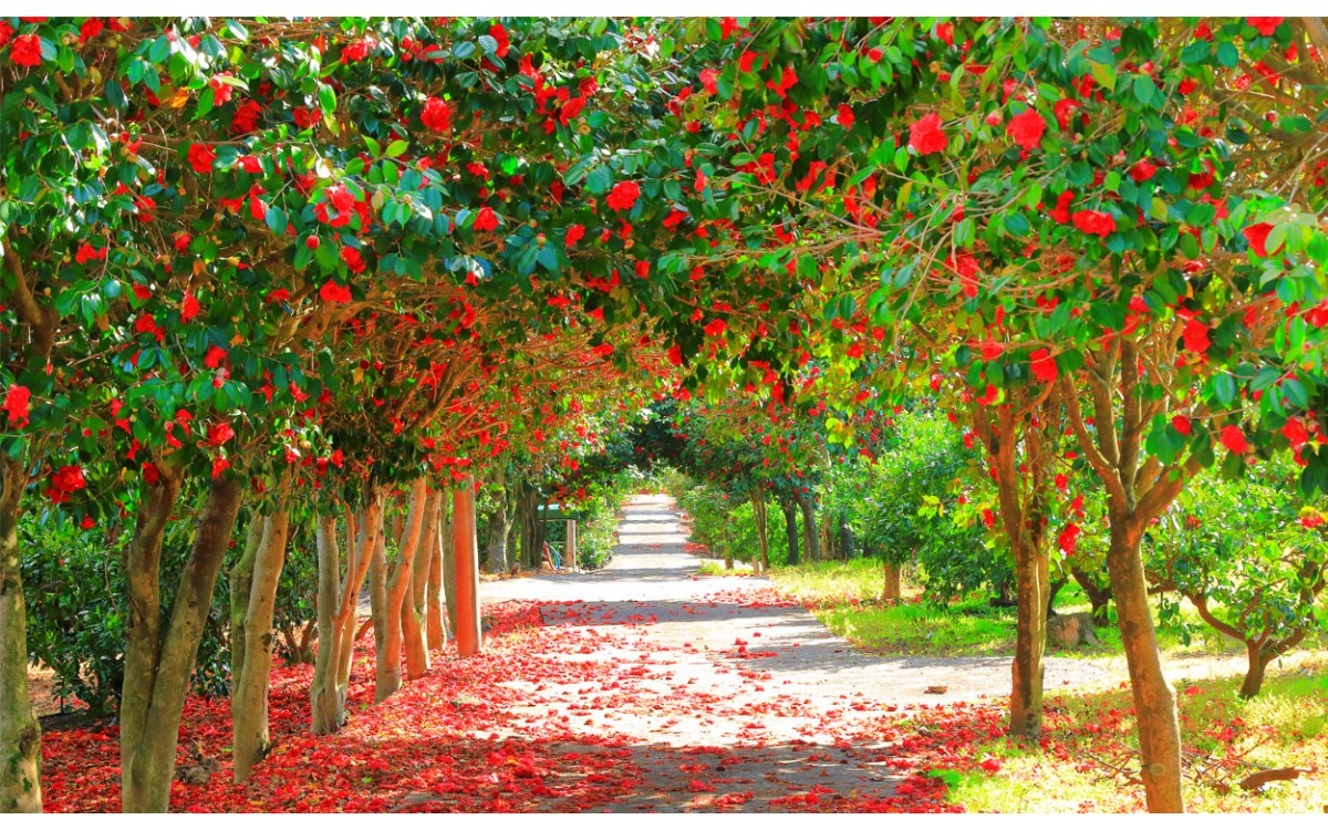 Cuidados de las camelias de jardín