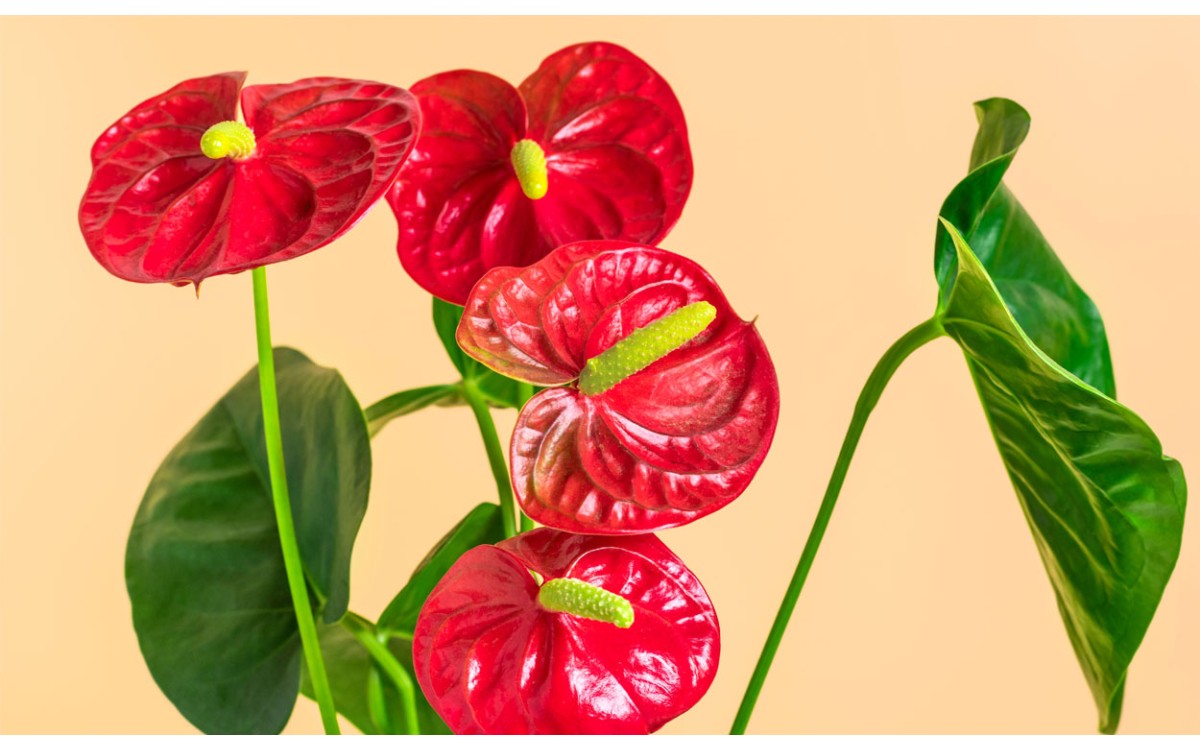 Cuidados del Anthurium