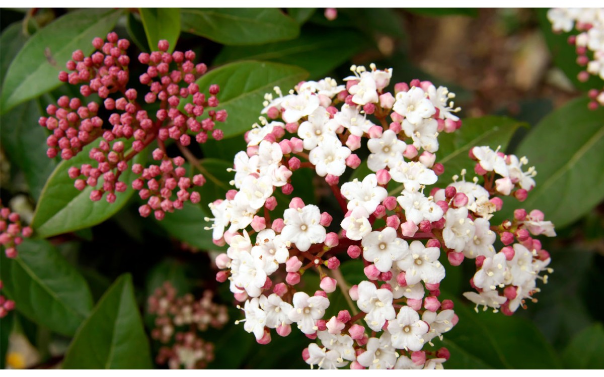 Cuidados del Viburnum Tinus