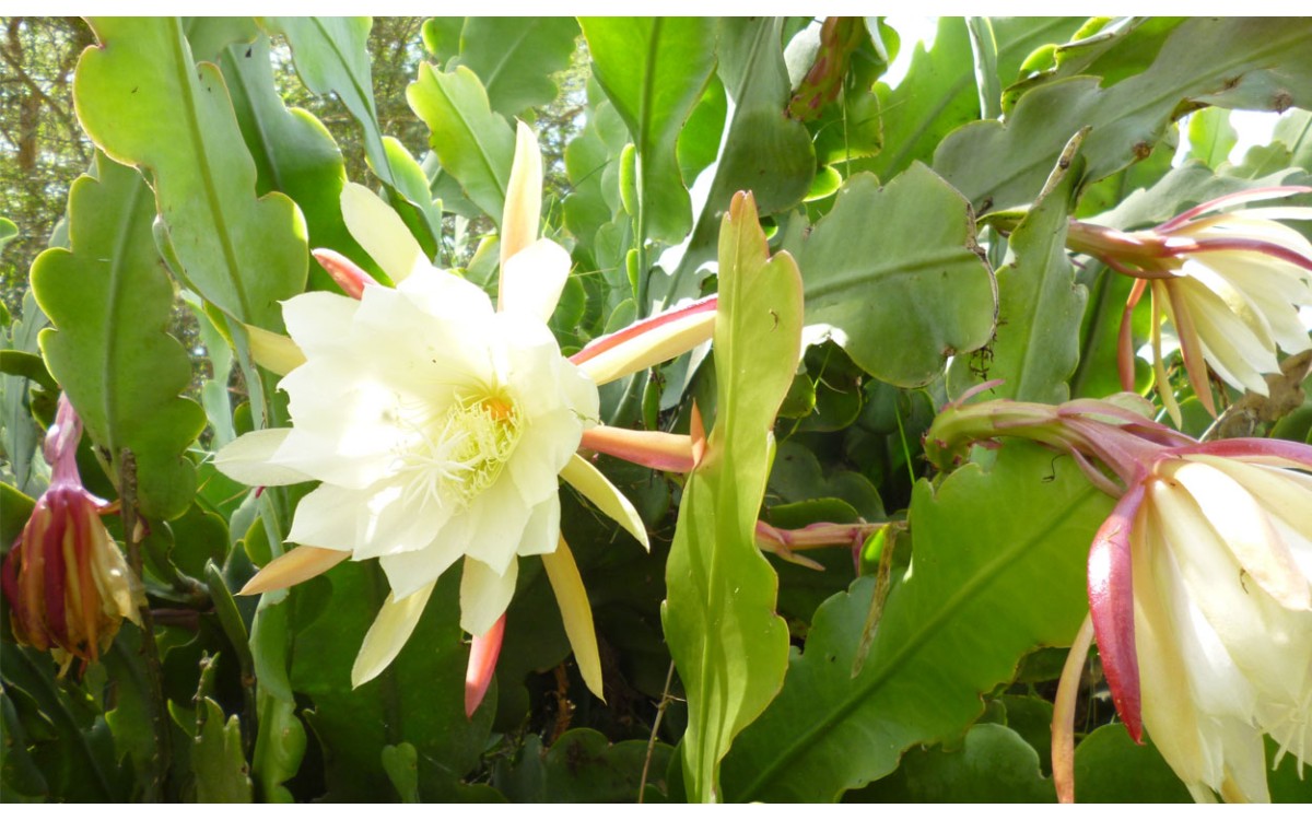 Cuidados y Características del Epiphyllum oxypetalum