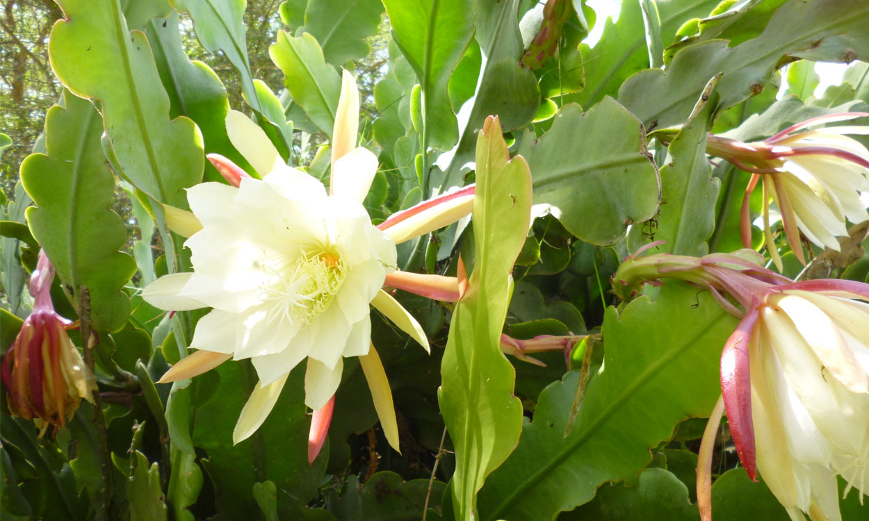 Cuidados y Características del Epiphyllum oxypetalum