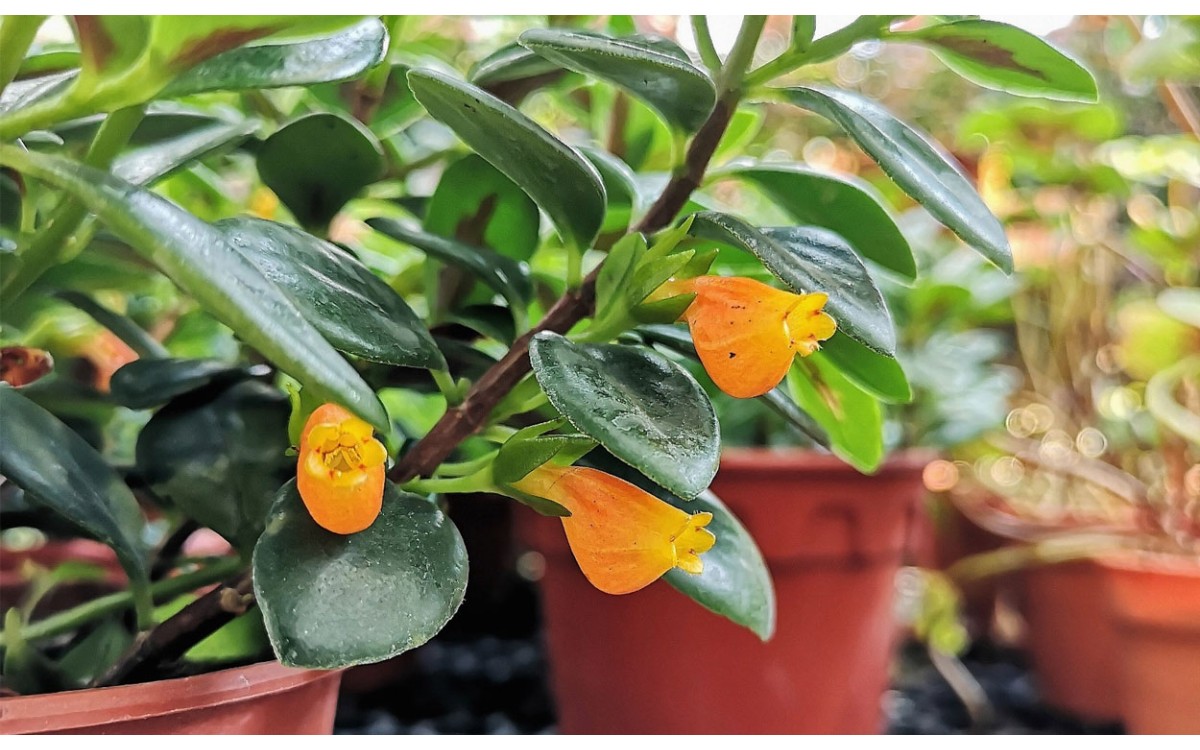 Cuidados y características de la planta Columnea