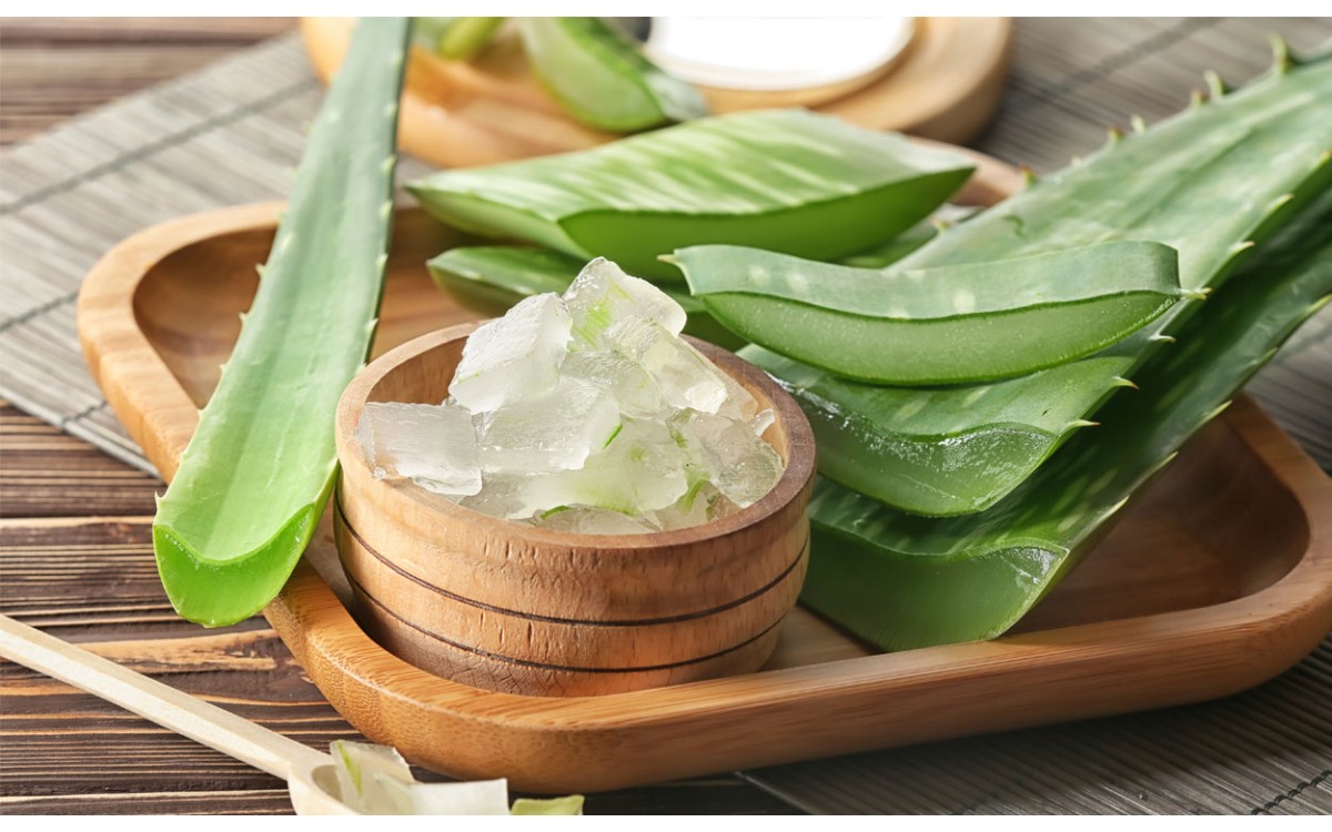 Cuidados y características del Aloe Vera