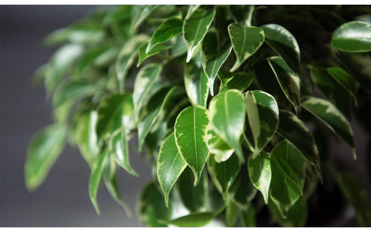 Cuidados y características del ficus benjamina