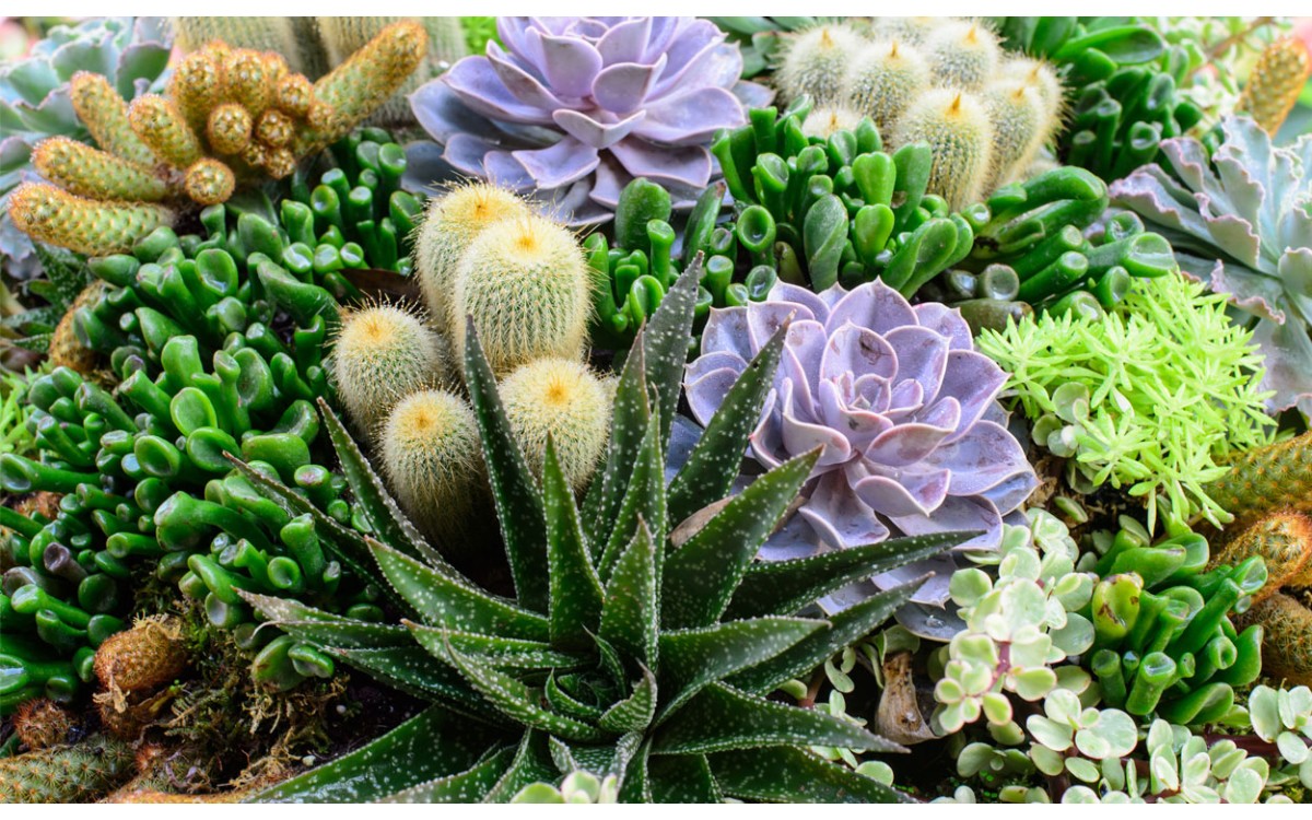 Cuidados y diferencias entre suculentas y cactus
