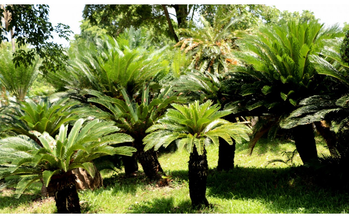 Cultivo de la Cycas Revoluta