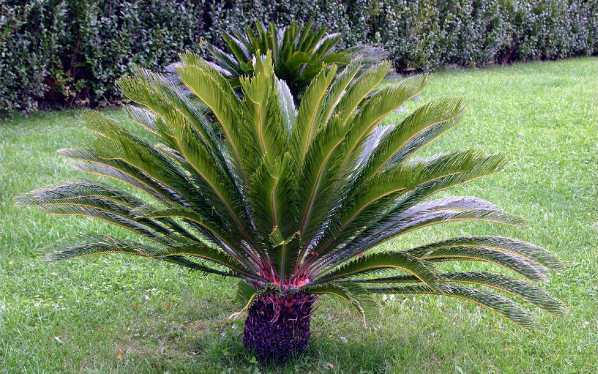 Cyca Revoluta: abuela de plantas ornamentales