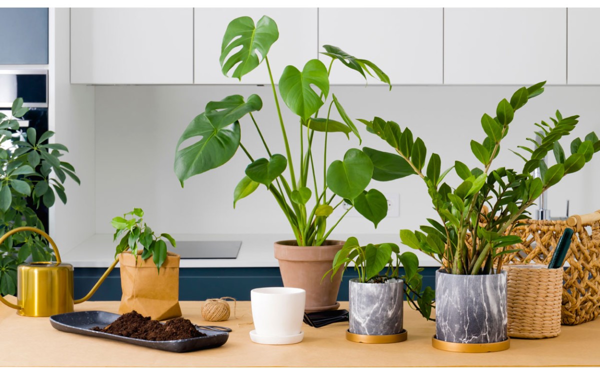 Cómo comprar plantas de interior para decorar tu hogar