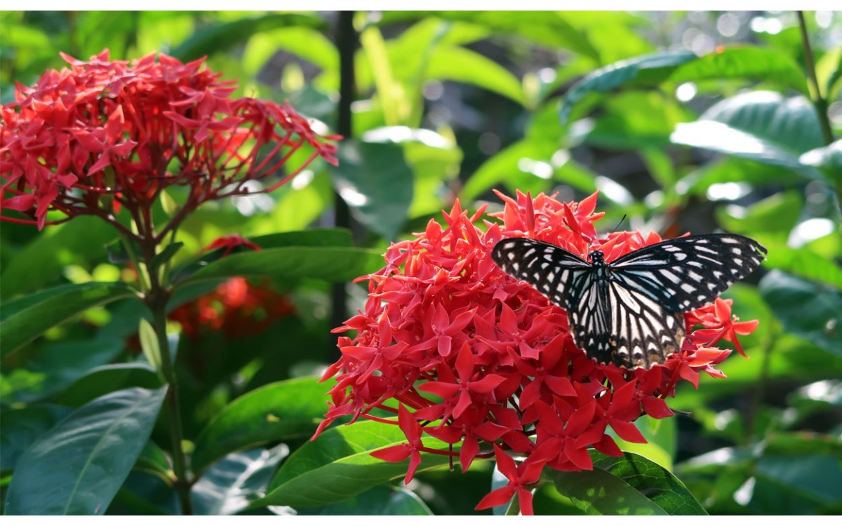 Cómo deshacerse de una mariposa del geranio