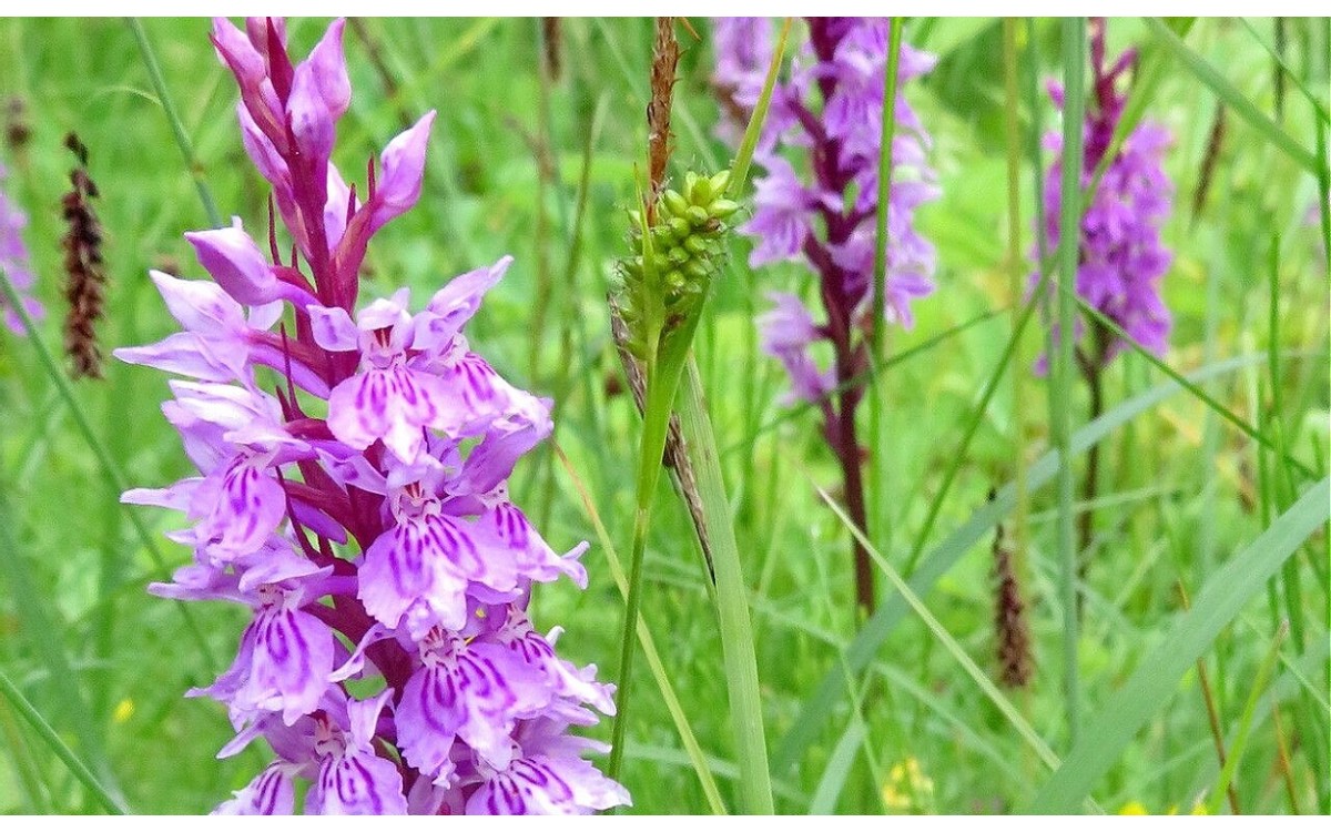 Dactylorhiza maculata, conocida como la orquídea moteada de los pantanos o satirión manchado