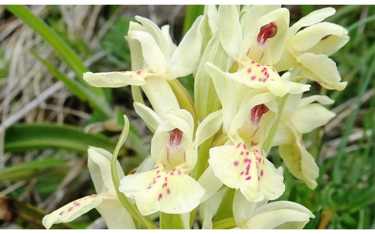 Dactylorhiza sambucina, conocida como la orquídea de flor de saúco