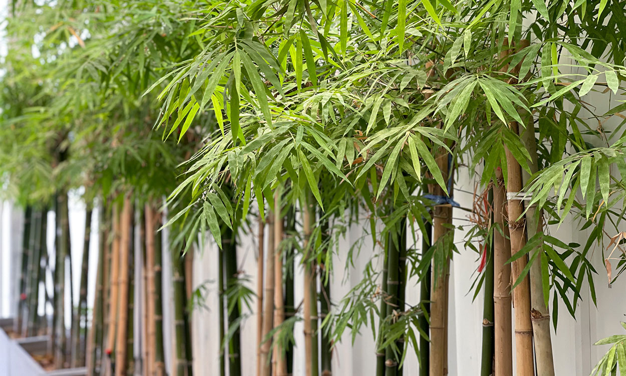 Decoración de jardín de bambú