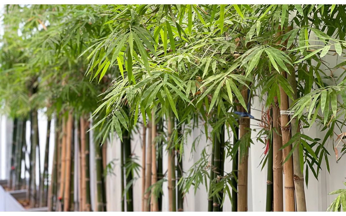 Decoración de jardín de bambú