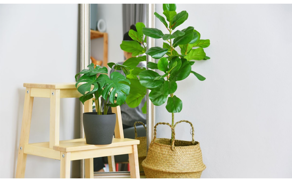 Decorar con plantas de interior tu hogar