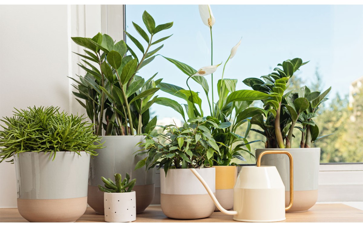 Decorar la casa con plantas de interior en Madrid