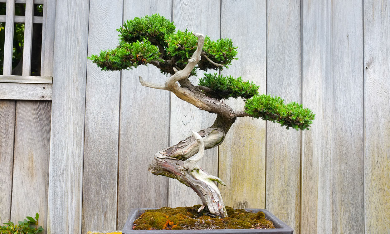 moverse traductor Desfavorable Desarrollo y cuidados del pino en bonsái
