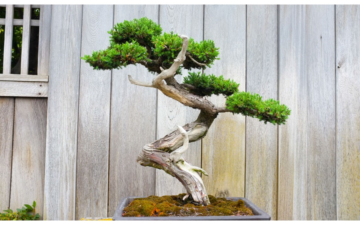 Desarrollo y cuidados del pino en bonsái